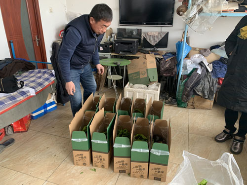 赛罕区:合作社里的“青城菜篮”