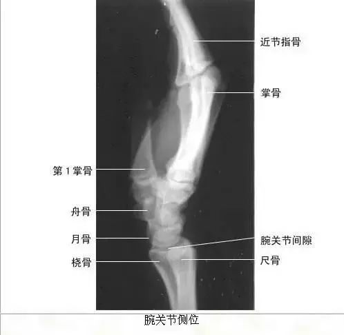 足正常x线解剖图解,常规x线影像解剖图怎么看