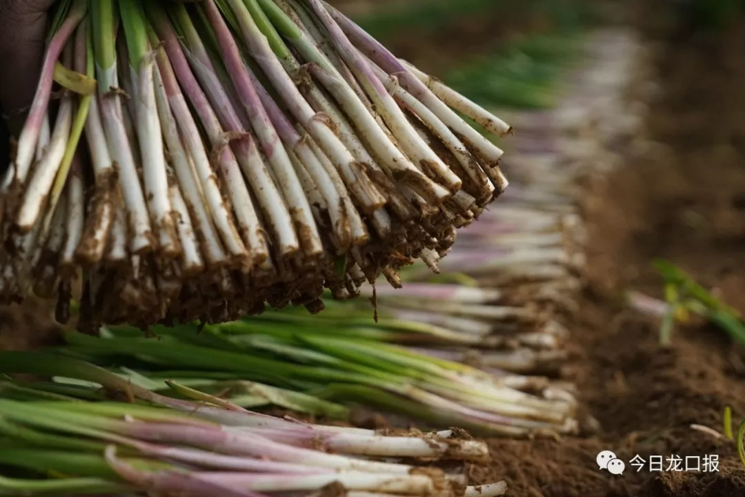 30多块钱一斤,还抢着买?龙口这个村种的菜太抢手