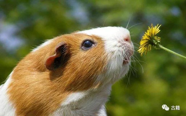 鼠年春晚说鼠,央视科普鼠年说鼠