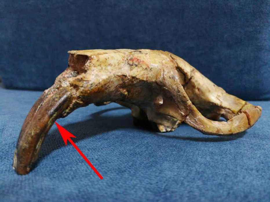 属鼠初一到三十,属鼠生在初一好吗