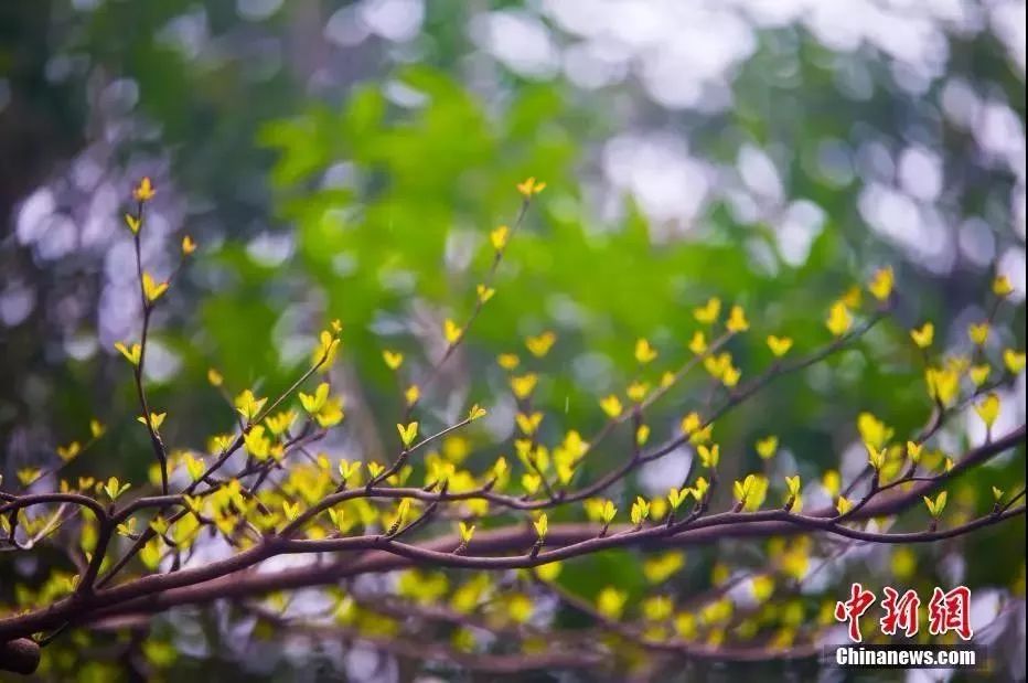 今日立春冬已尽春可期,今日立春春暖花开