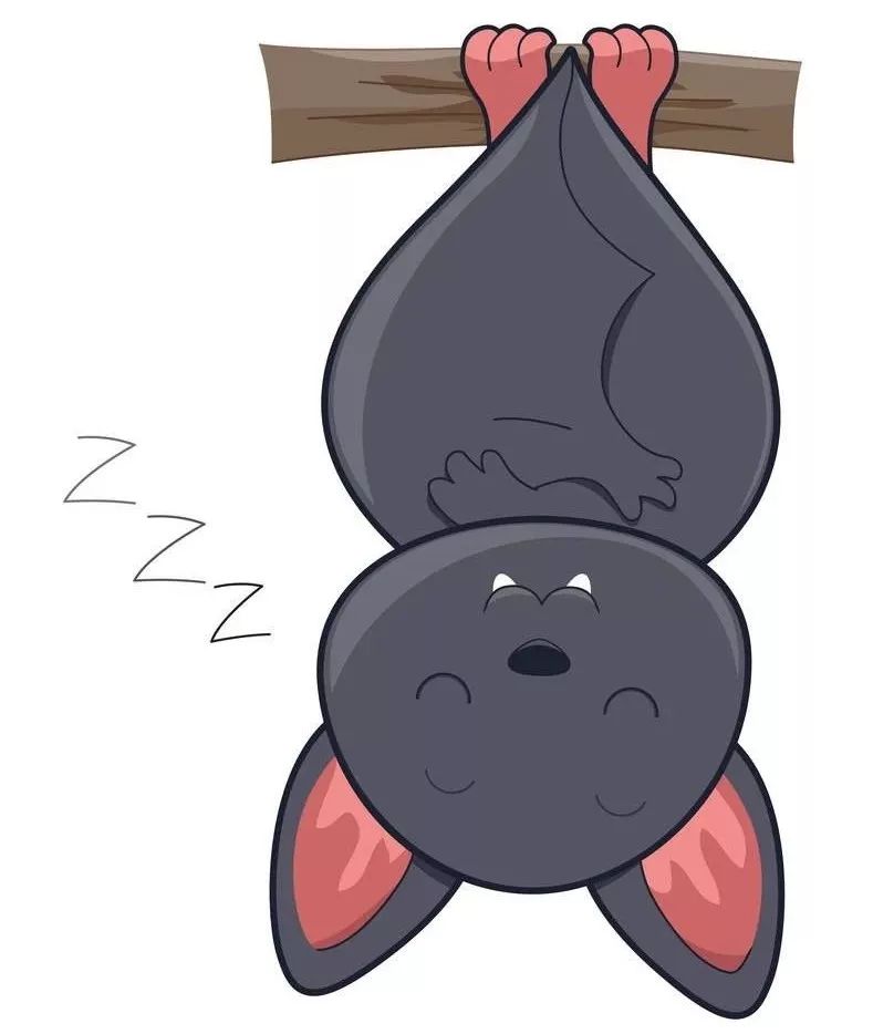 介绍第一视角蝙蝠,认识蝙蝠