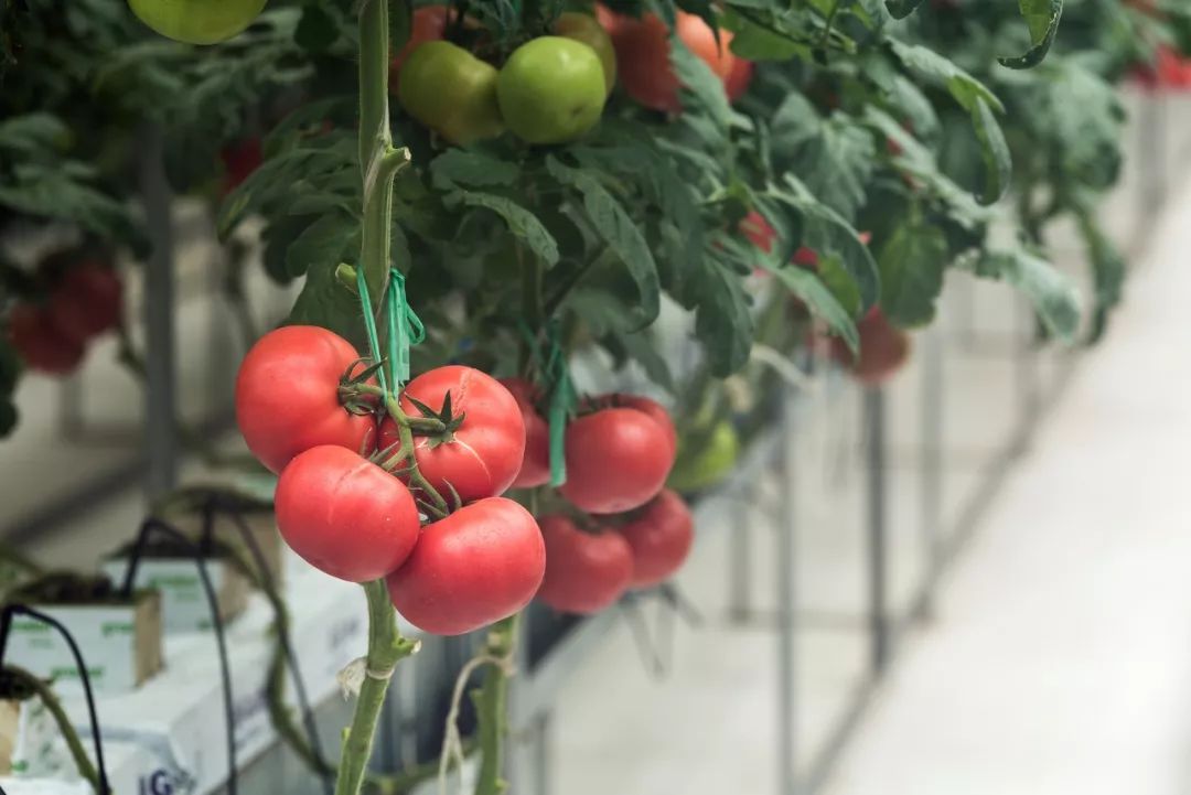 一送最少几十吨,支援湖北的背后是世界第一硬核蔬菜大国……