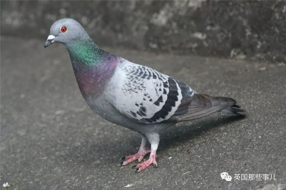 同样是冬天胖成球，凭什么鸟球就这么可爱