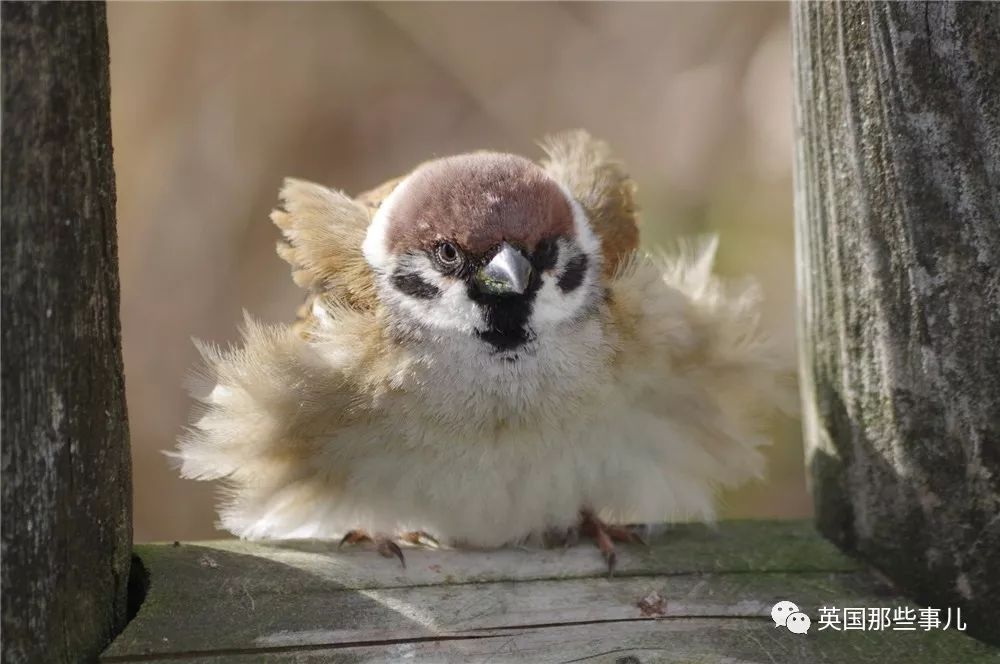 同样是冬天胖成球，凭什么鸟球就这么可爱