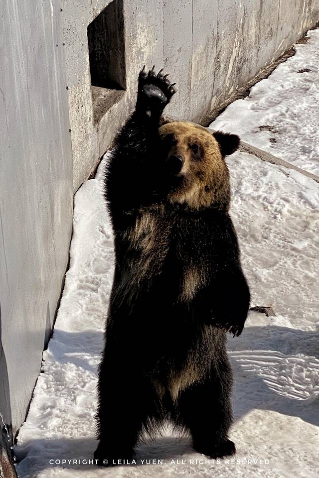 现在去日本买口罩,去日本买口罩日购
