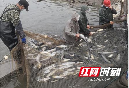 湖南安乡:鱼跃人欢千亩鱼塘迎来复工