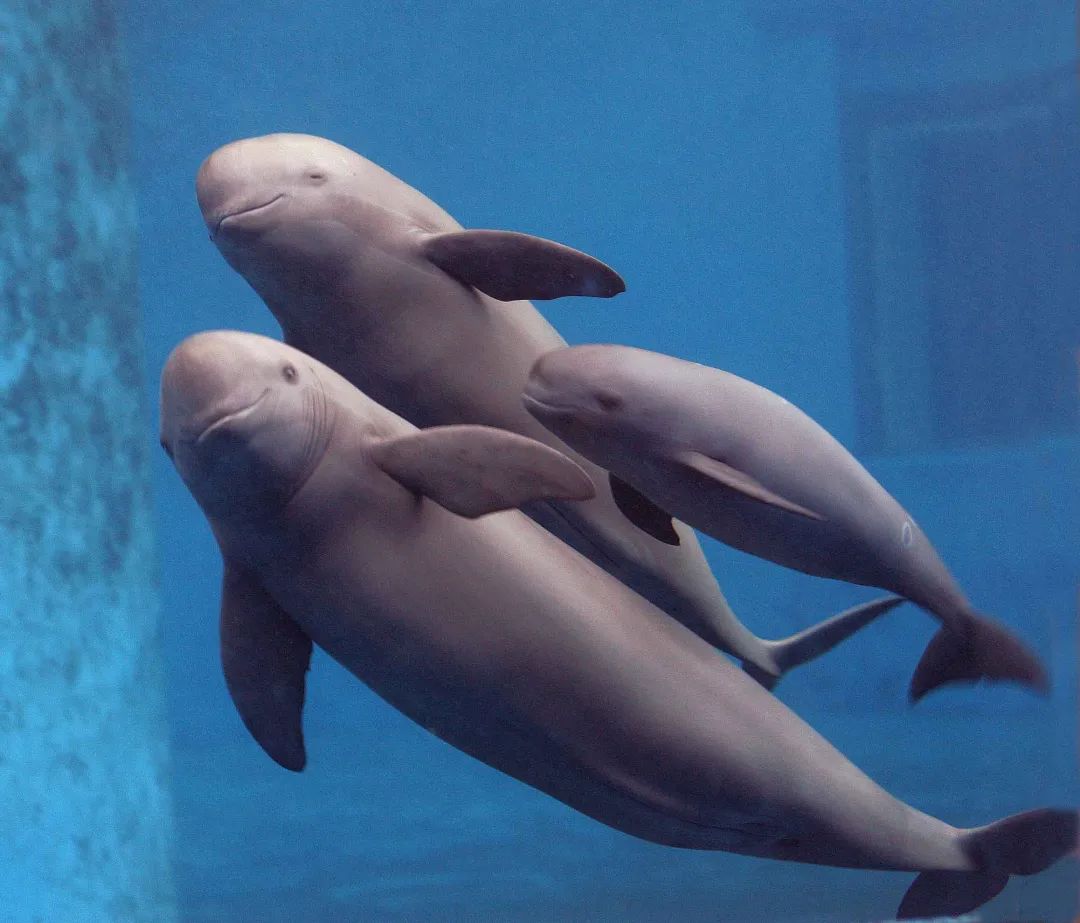 长江寻江豚,长江江豚的微笑