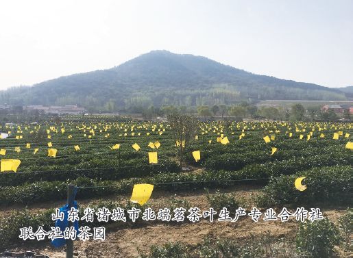 期刊之声|孔祥智：合作社何以联合（之四）——山东省诸城市北端茗茶叶生产专业合作社联合社调查手记