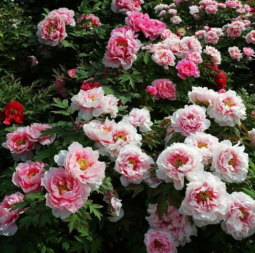 疫情下的38度朋友圈,微信朋友圈38条