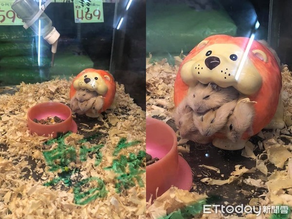 小鼠缩成一团睡觉,小鼠交叠入睡