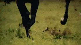 长颈鹿的角是犄角吗,长颈鹿的角