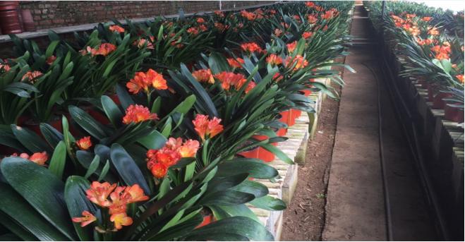 吉林欣鑫君子兰,吉林君子兰价格