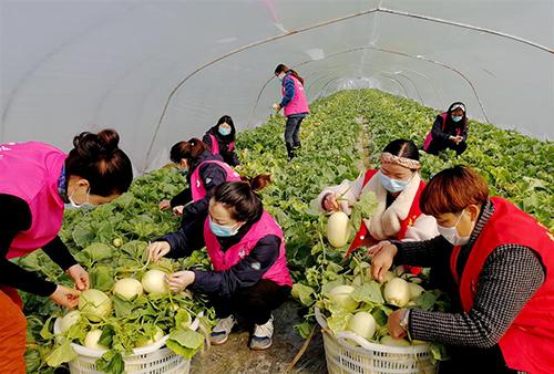 又是一年春来早家乡景色,又是一年春来早万物逢春在今朝
