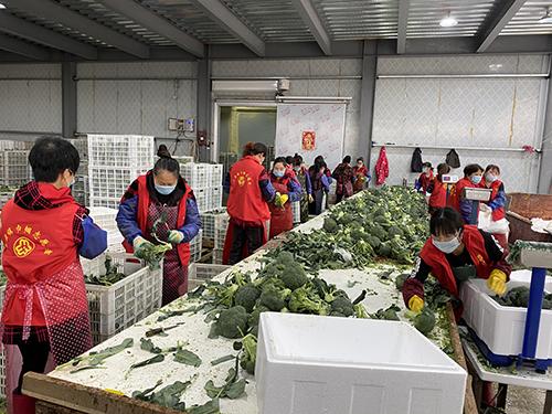 又是一年春来早家乡景色,又是一年春来早万物逢春在今朝