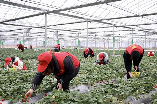 又是一年春来早家乡景色,又是一年春来早万物逢春在今朝