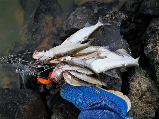 路亚一步到位还是循序渐进好,摸索反思