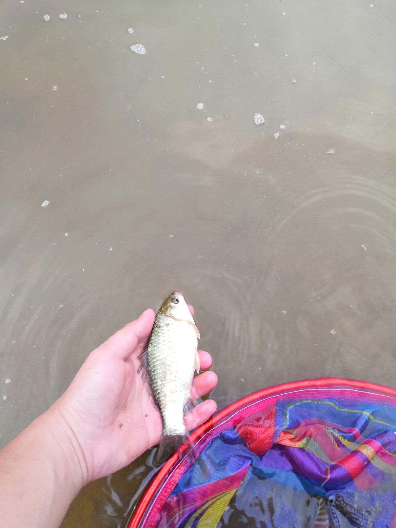 增江钓土鲮时间,增江土鲮爆护