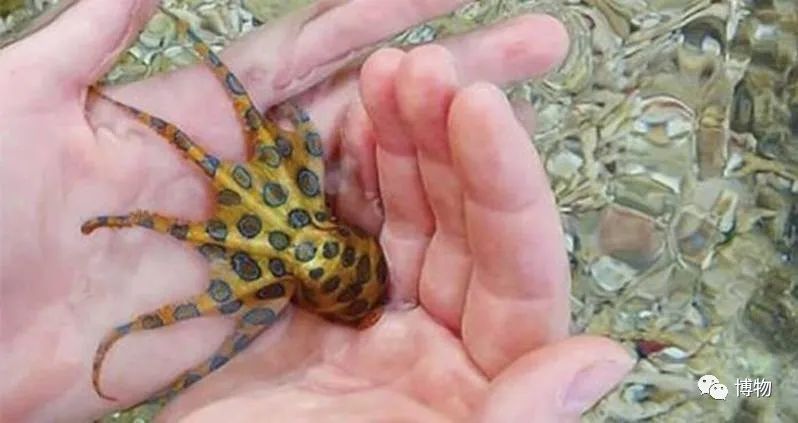 蓝环章鱼为了你到底付出了什么,蓝环章鱼日常