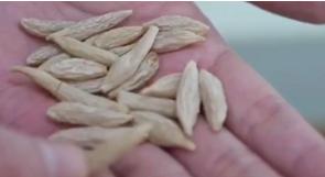 涪城麦冬与襄阳麦冬,拾柴计划