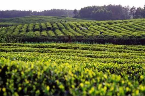 成都田园风光旅游攻略,成都旅游攻略清吧