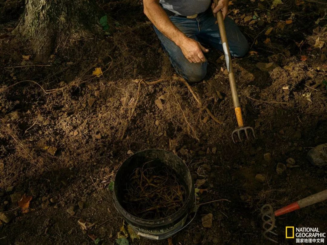 人参大战莱菔子,人参大战灵芝