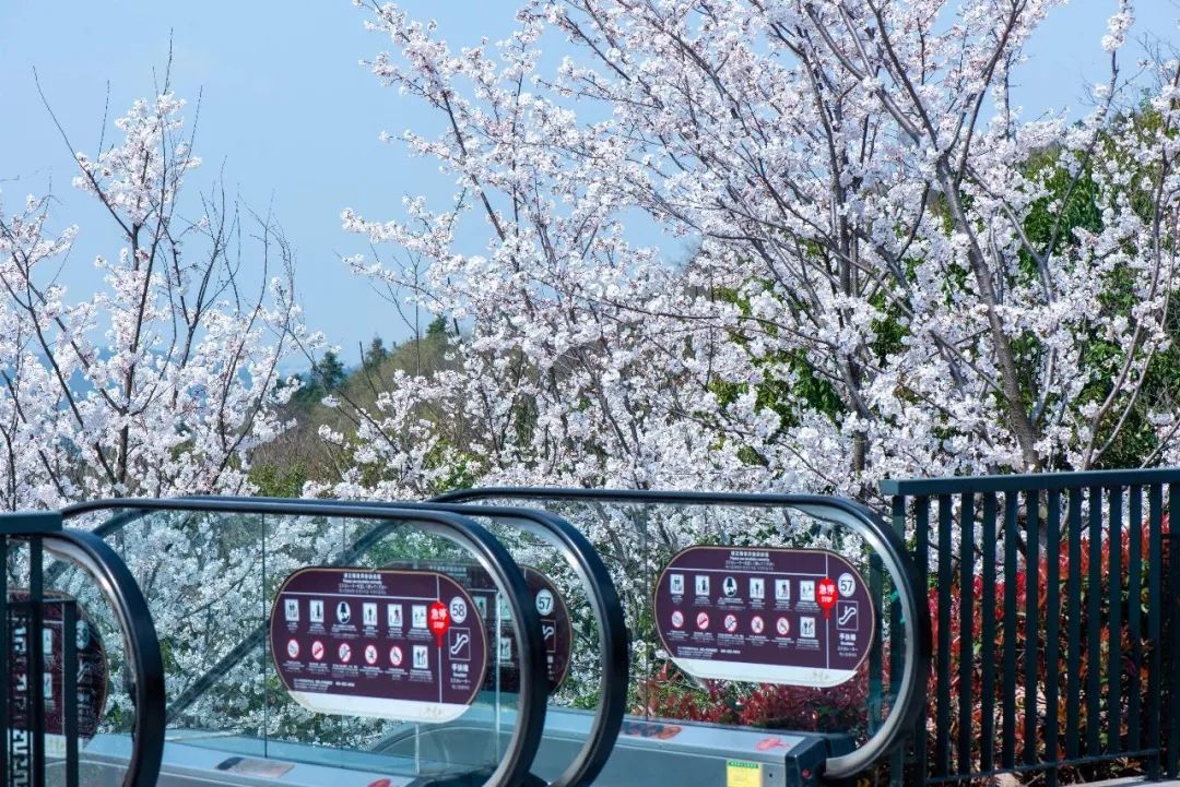 南京赏花地图请收好,江宁赏花好去处