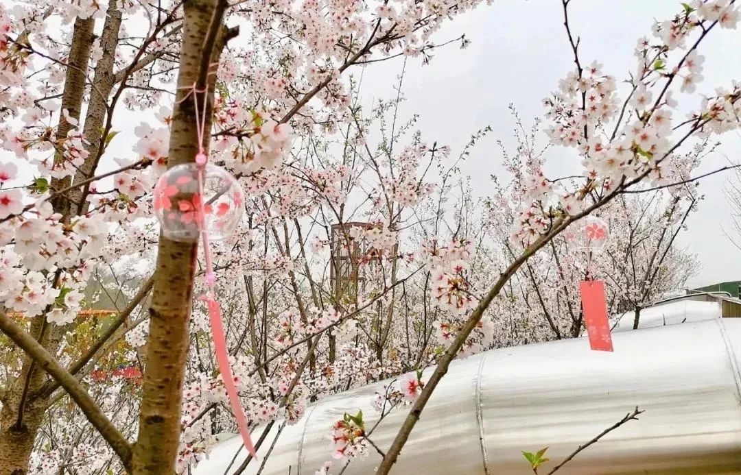 南京赏花地图请收好,江宁赏花好去处