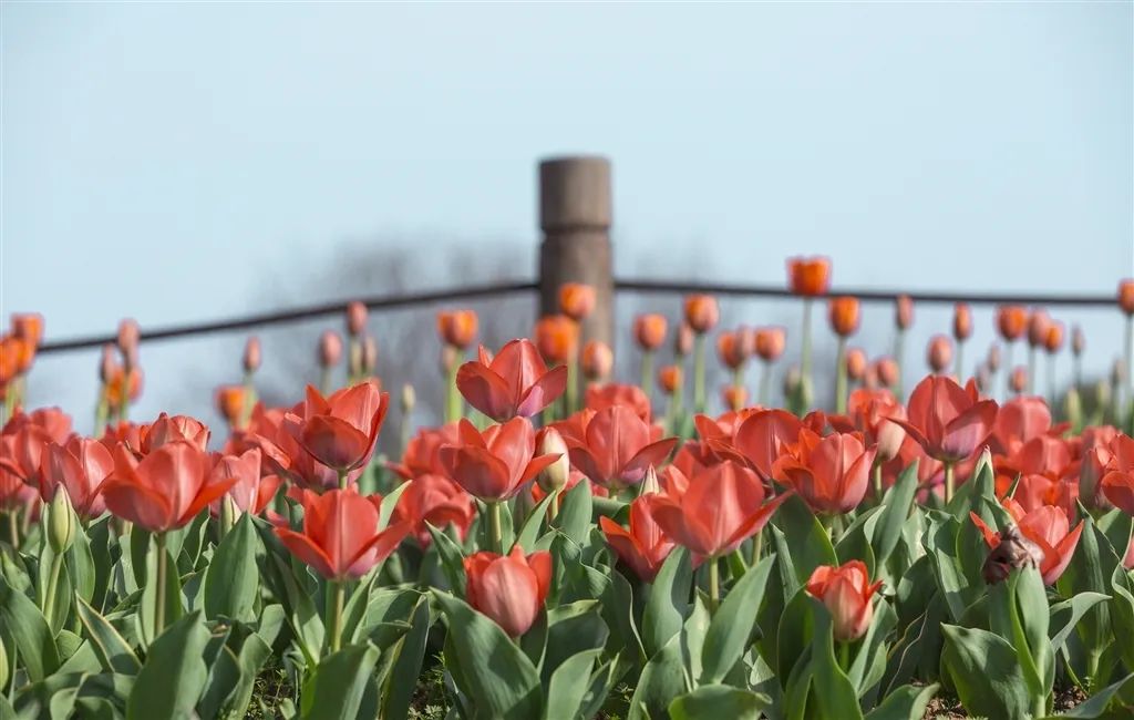 南京赏花地图请收好,江宁赏花好去处
