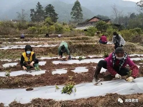 疫情防控和三农齐头并进,疫情期间教育脱贫攻坚工作