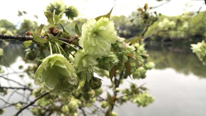 西湖三潭印月樱花,三潭印月樱花