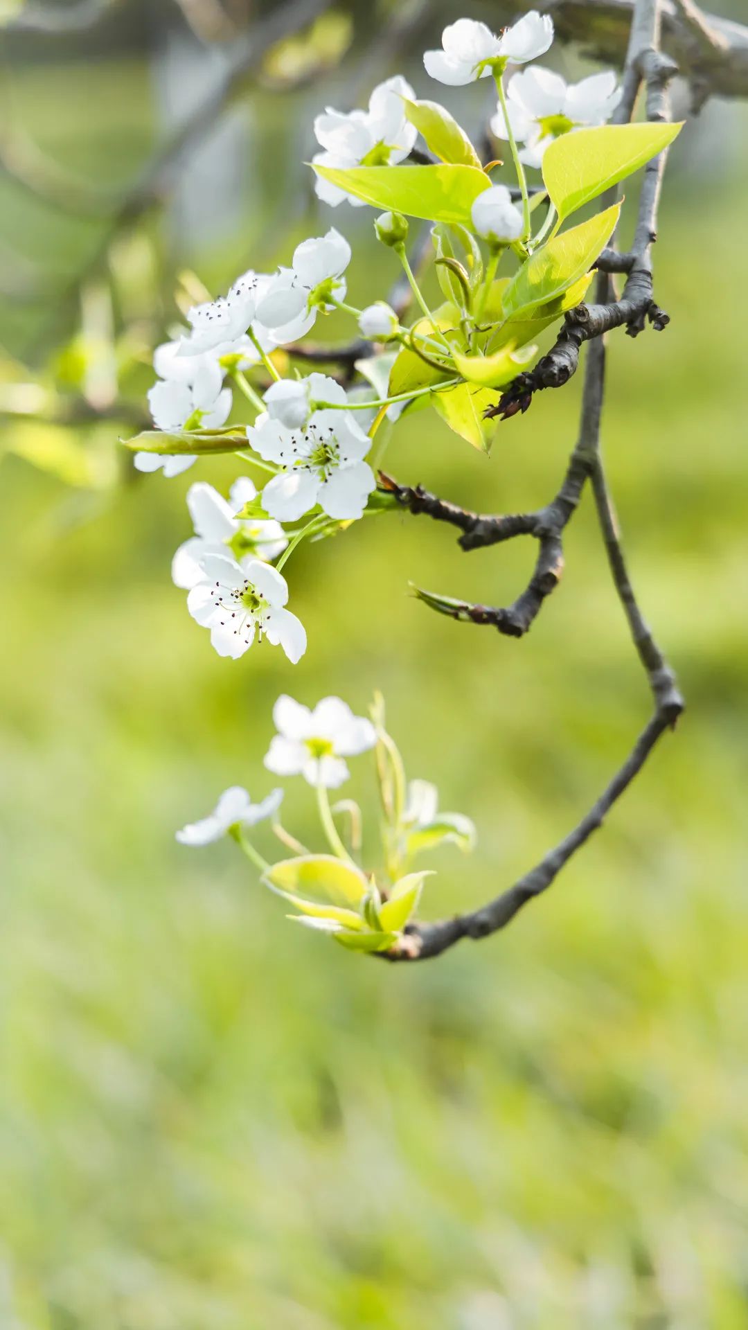 2020春季赏花指南,中国春色,满血复活