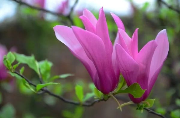 2020春季赏花指南,中国春色,满血复活