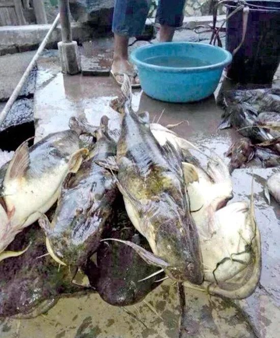 可再生的水电,永不复生的家园