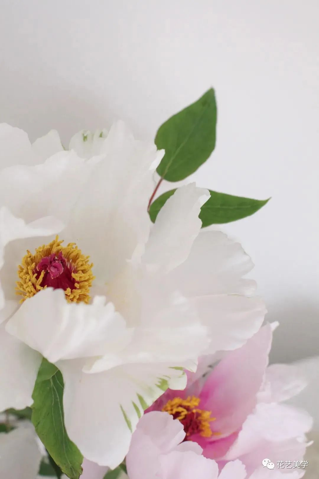 油牡丹有哪些颜色,春季油牡丹图片