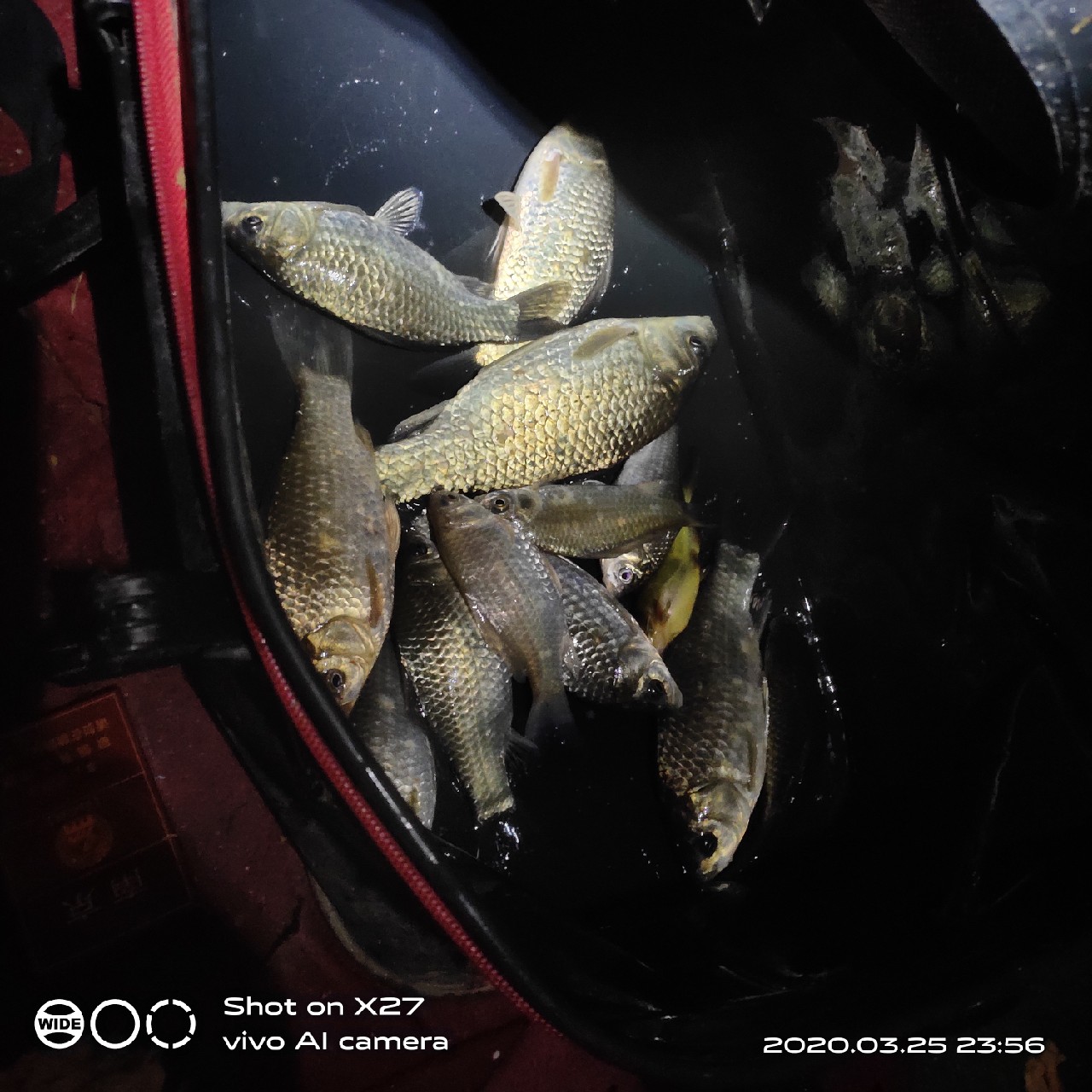 夜钓1号爆护位，人家鲤鱼爆护，我鲤毛未见