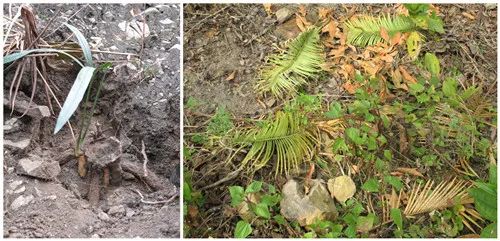 自然之友保护绿孔雀,绿孔雀保护措施