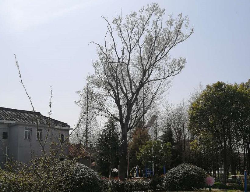 陆洪兴与崇明老师,陆洪兴崇明老师