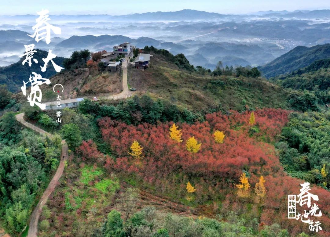 成都的春天都已经到来了,成都的春天是一个百花盛开的城市