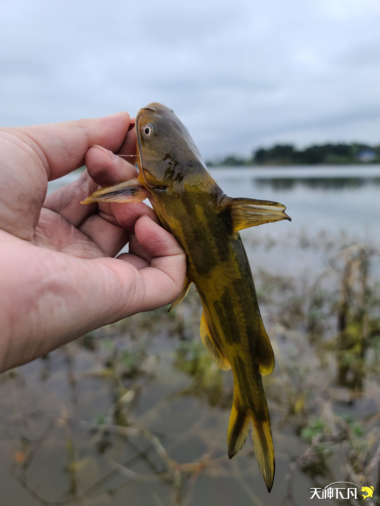 凤凰涅盘浴火重生对火的崇拜,凤凰涅盘浴火重生需要的是勇气