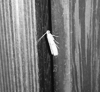 不速之客突然造访,不速之客到访