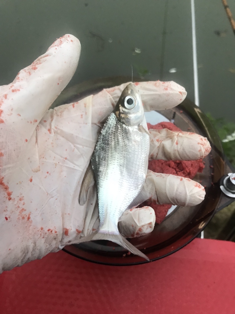 钓鱼独行者,野钓独行者