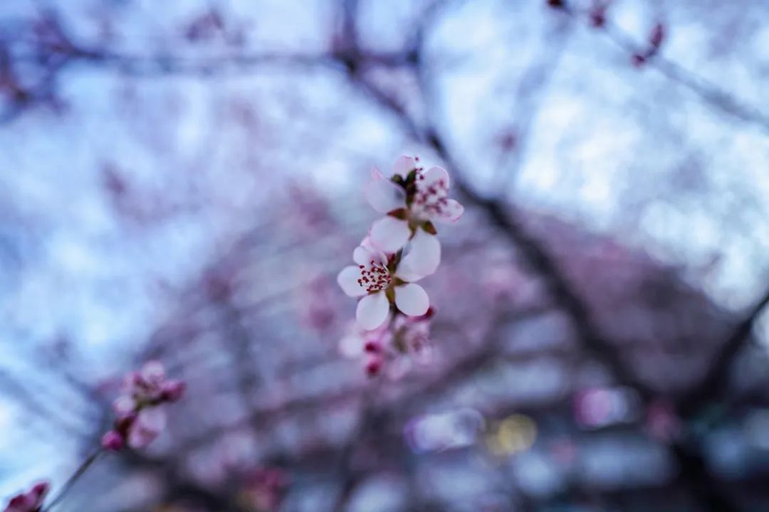 索尼fe20mmf1.8g超广角镜头,索尼fe35mmf1.4gm镜头测评