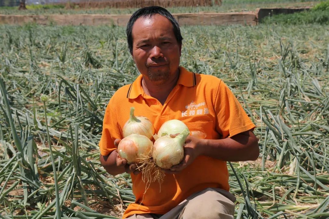 红皮洋葱低价走货,云南紫皮洋葱现挖现发5斤9斤包邮