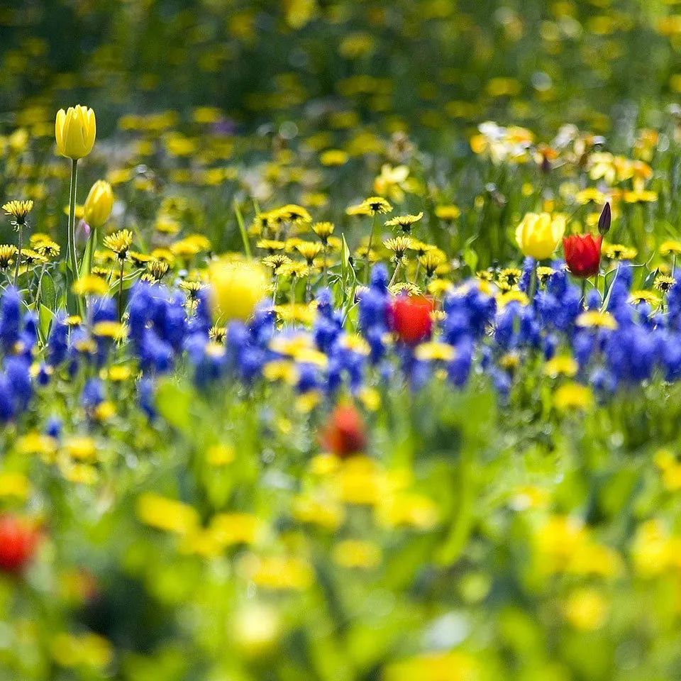 十首顶级禅意诗朗读,十大长诗读诵