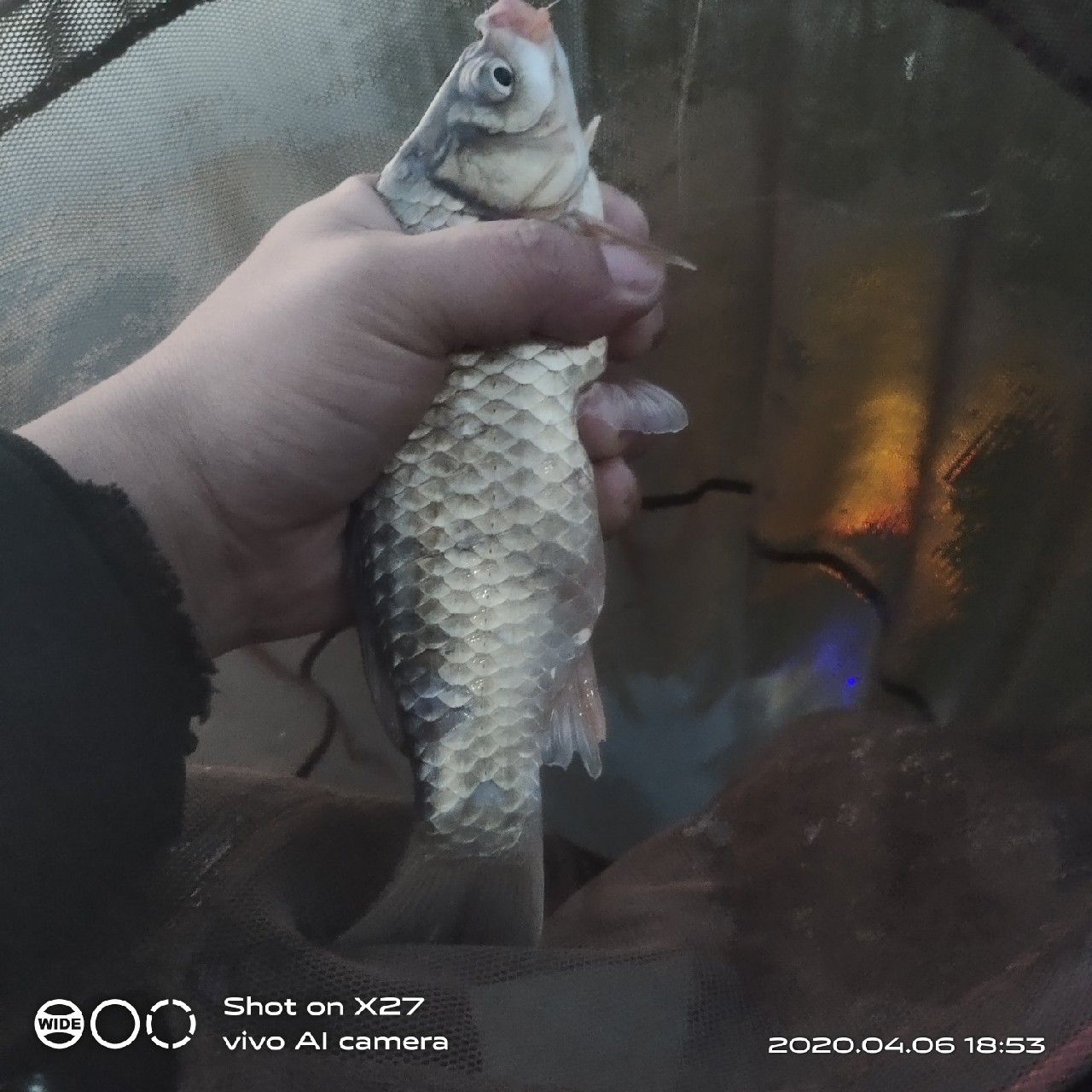 秋季野钓有鱼无口,鲫鲤兼钓技巧