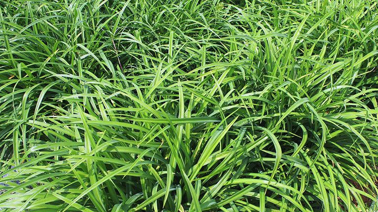 日本直邮酵素正品,卖爆了超火的网红酵素过年必囤