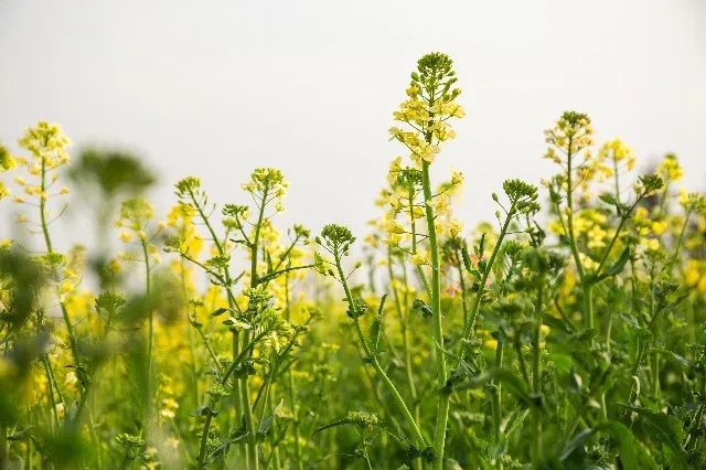 我从花海中归来!花仙子4月15日盛大开园