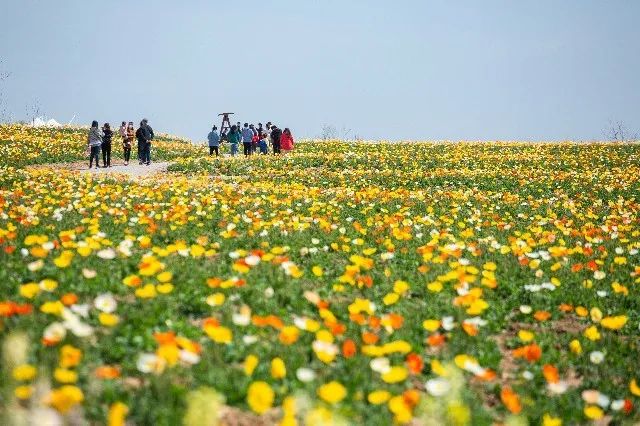 我从花海中归来！花仙子4月15日盛大开园